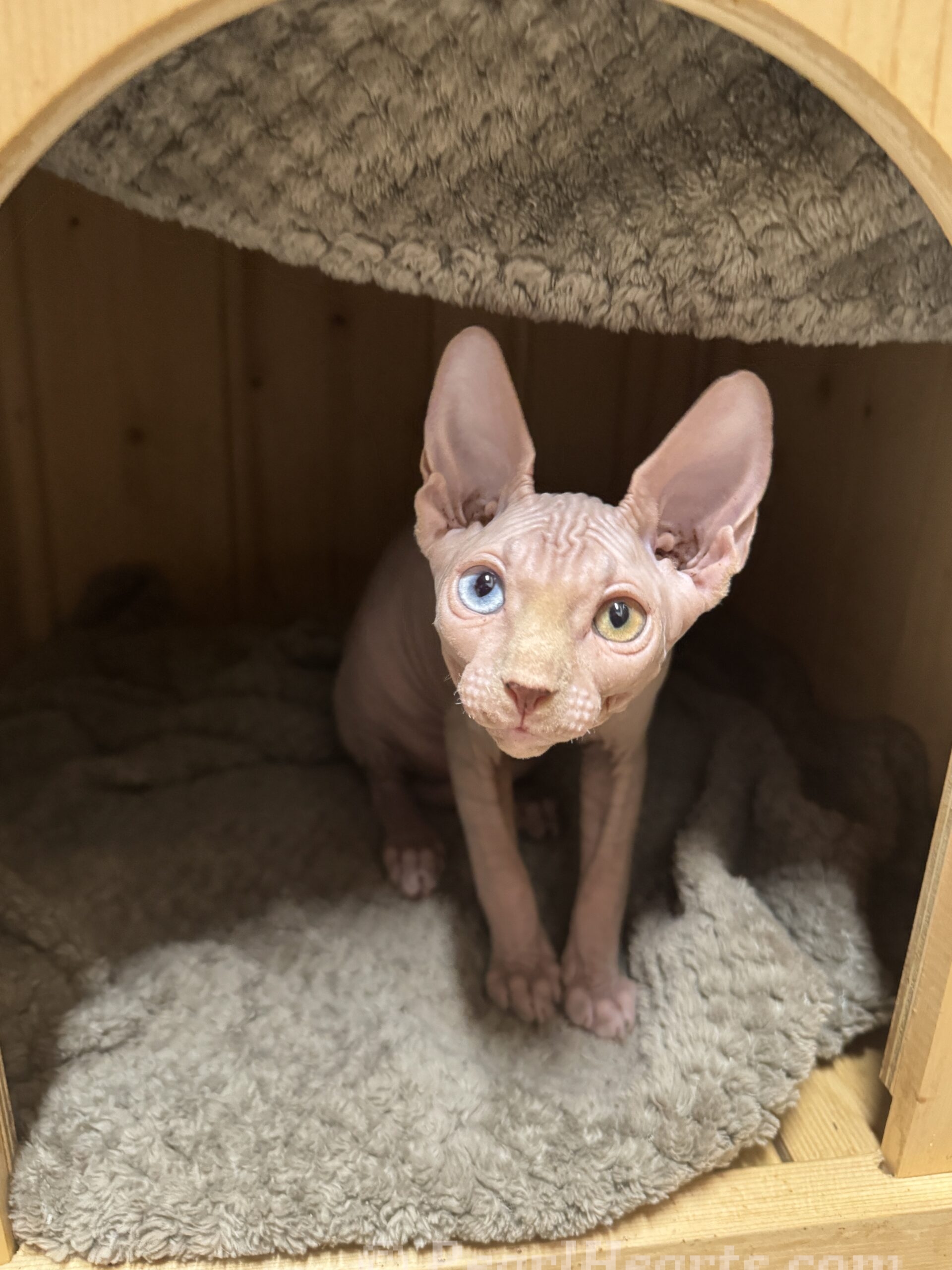 Sphynx hairless cat for sale adoption cattery in washington auburn seattle - PINK cat with odd eyes