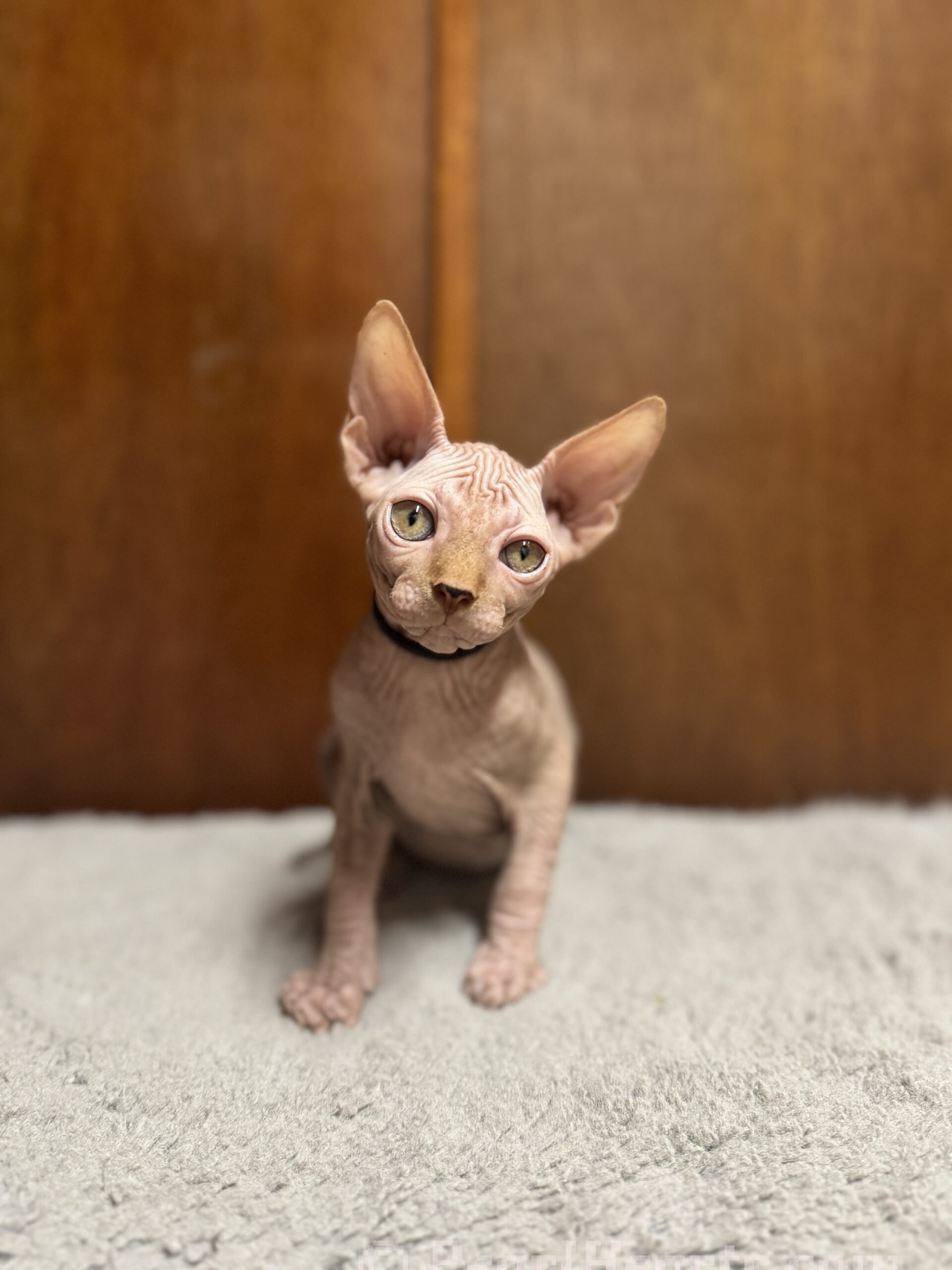 Sphynx hairless cat for sale adoption cattery in washington auburn seattle - hairless cream tabby