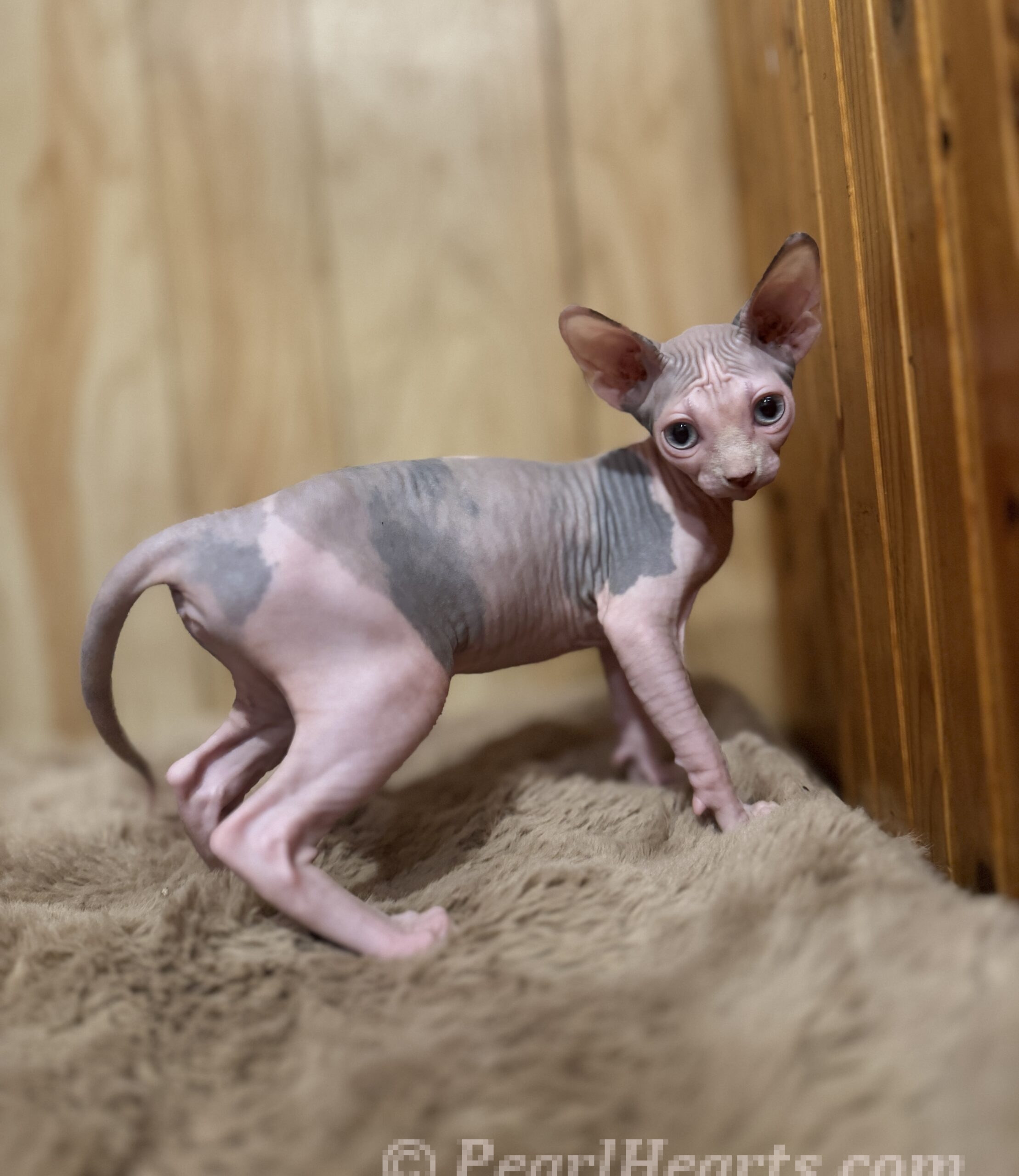 Sphynx hairless cat for sale adoption cattery in washington auburn seattle - hairless light calico