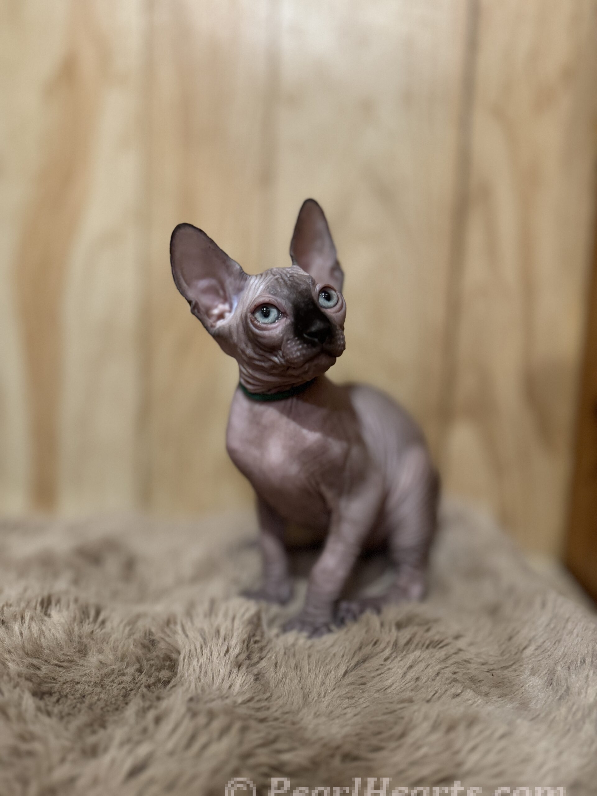 Sphynx hairless cat for sale adoption cattery in washington auburn seattle - hairless light calico